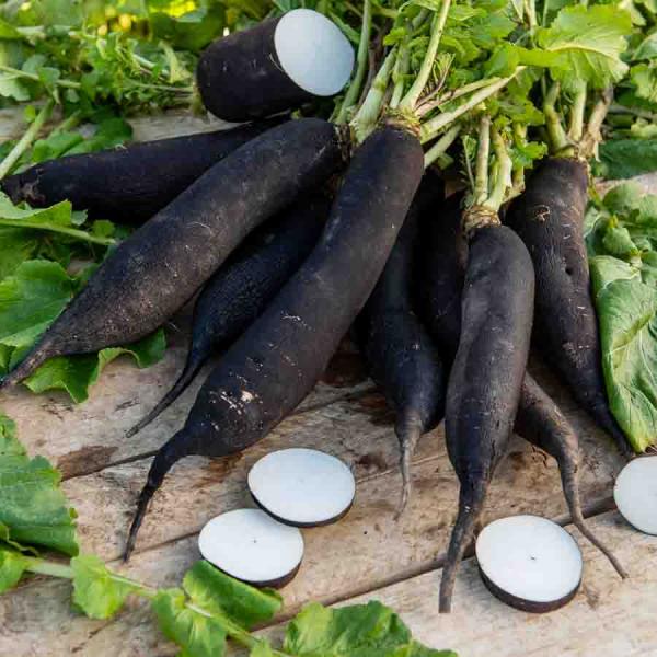 Potagères - Radis noir long d'hiver - Légumes d'Autrefois - face recto